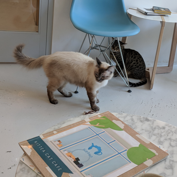 1st time at a cat cafe