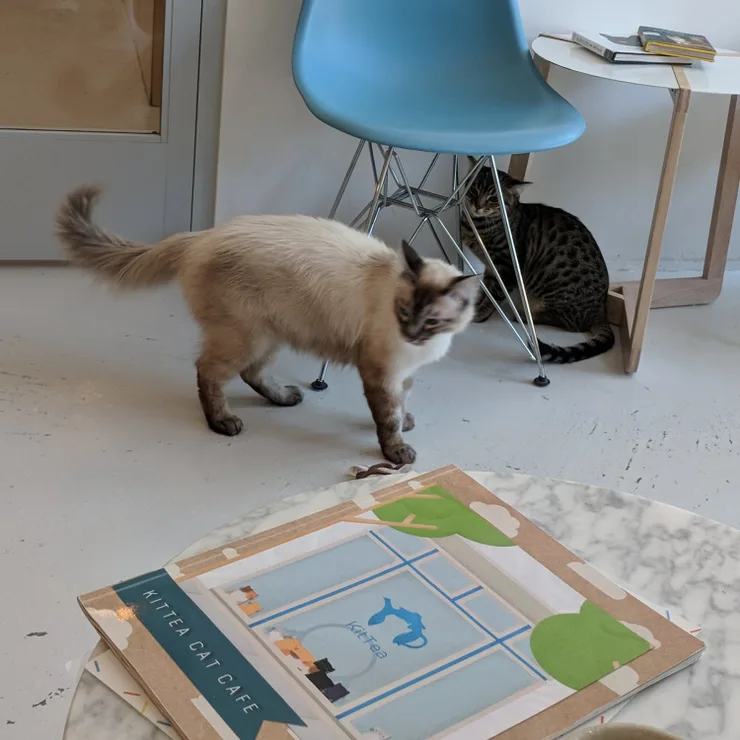 1st time at a cat cafe