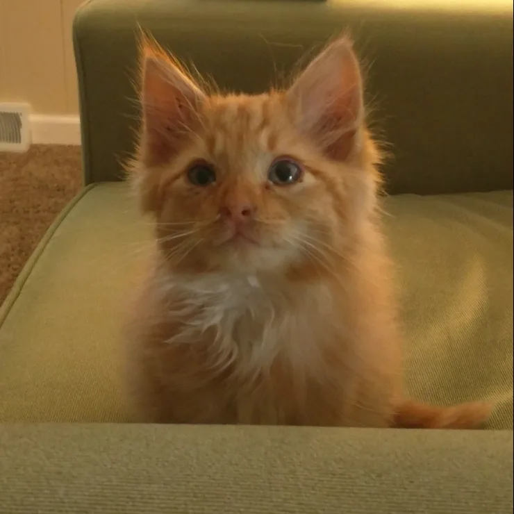 Floyd the cat joined the family